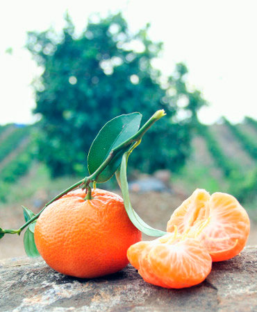 organic citrus