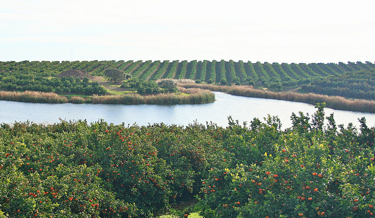 Organic citrus