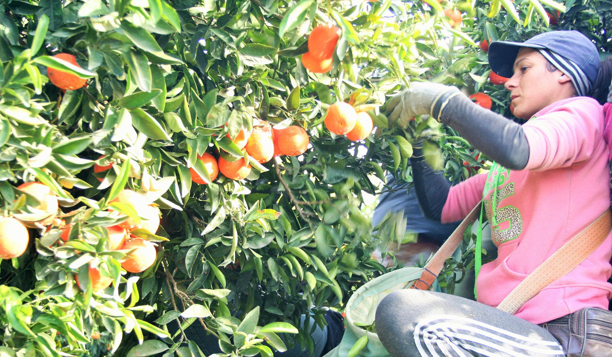 Organic oranges