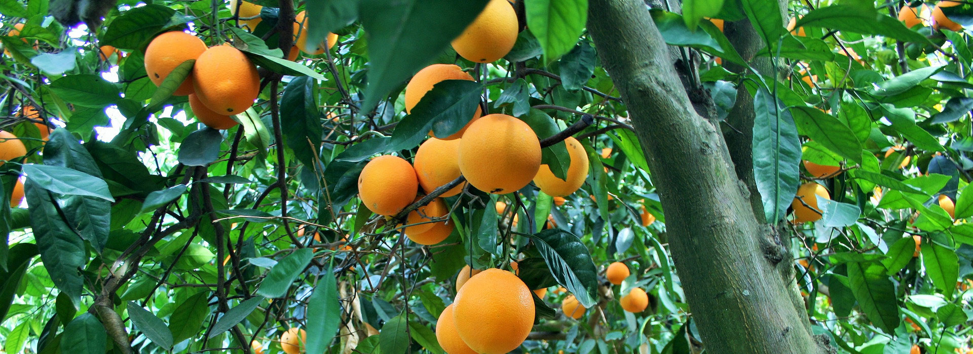 Biological tangerines