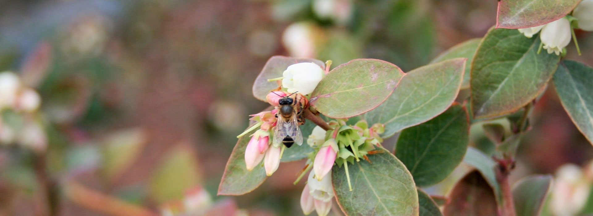 Organic blueberries