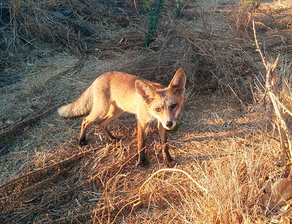 Renard